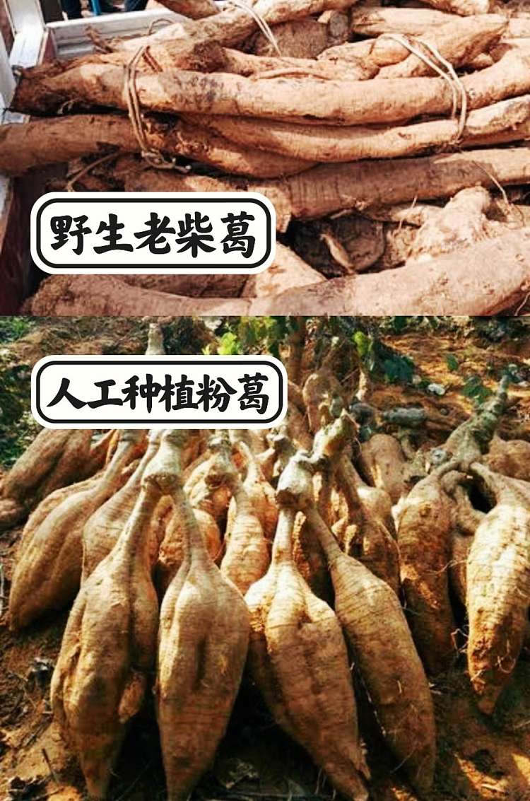 precious-food-food-nourishing-native-chai-kudzu-root-powder-250g-5