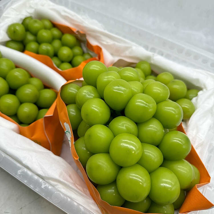 air-freight-china-sunshine-rose-1-bunch-about-800-900g-1