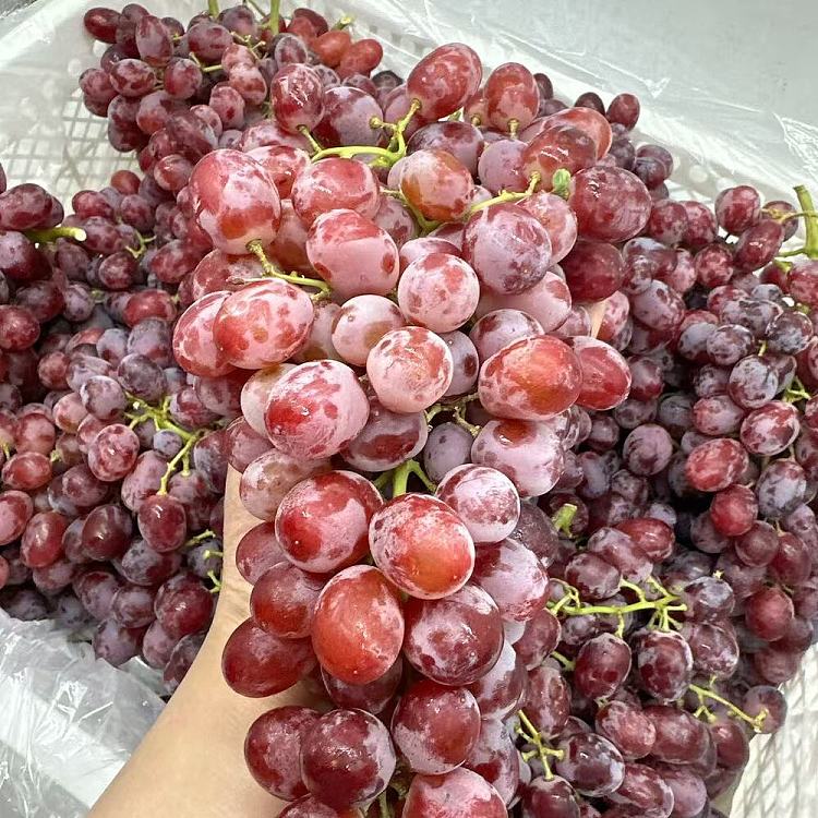 crimsonseedlessgrape-ruby-seedless-grape-approx-1kg-2