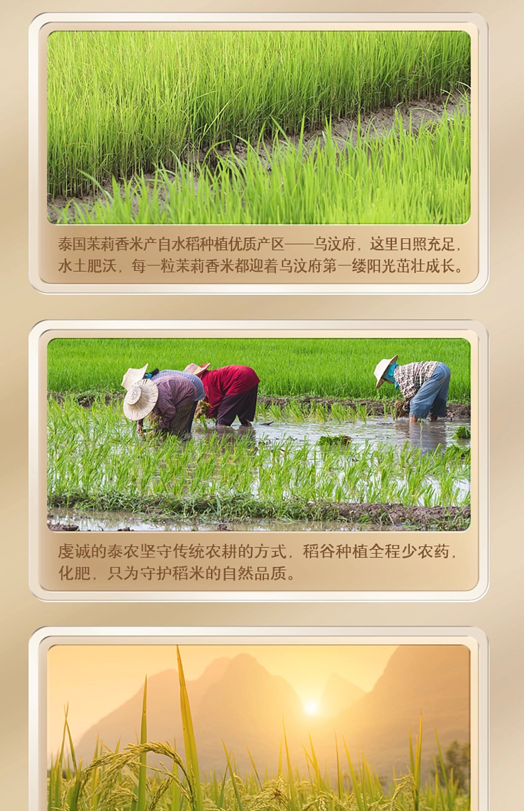 thai-fragrant-rice-10kg-13