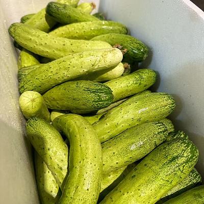 旱黄瓜 约900-1kg