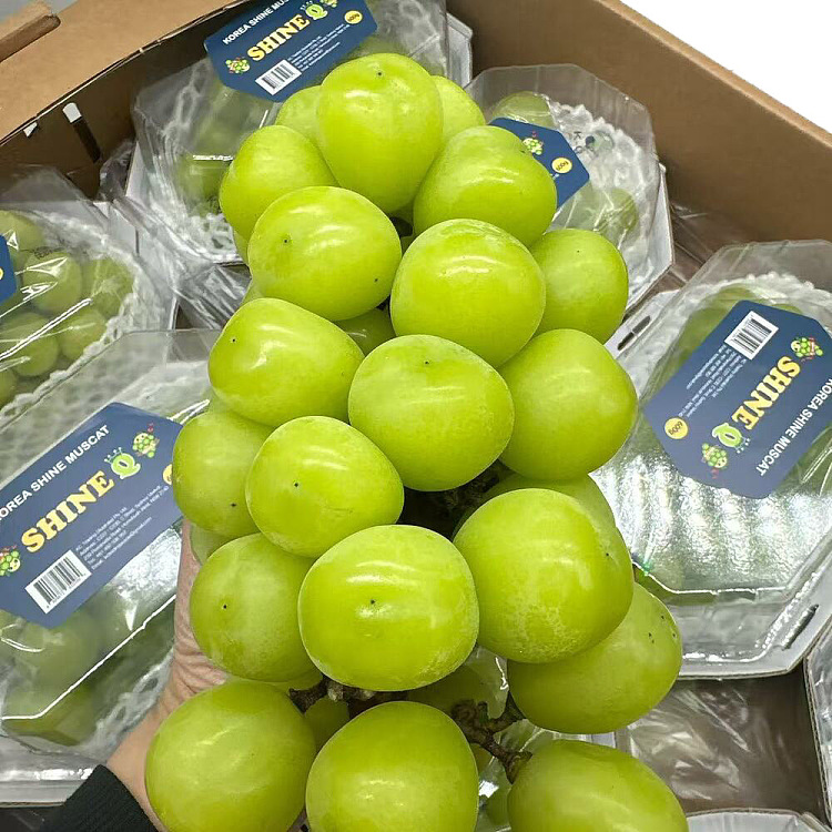 korea-top-shinemascat-sunshine-rose-grape-1-box-about-500g-1