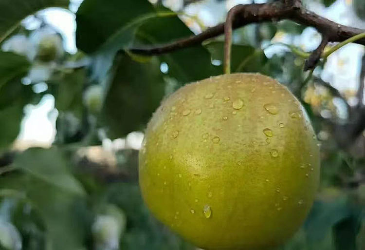jade-dew-pear-large-fruit-approx-3kg-2