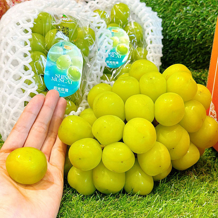 korea-imported-shinemuscatgrape-gift-box-approx-2kg-1
