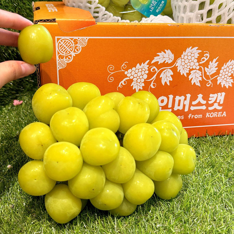 korea-imported-shinemuscatgrape-gift-box-approx-2kg-2