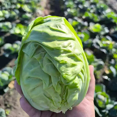 糖心小包菜 1颗