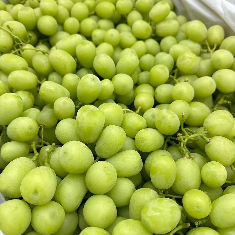 japan-fragrant-seal-green-tee-premium-1-box-1-bunch-australian-grown-2
