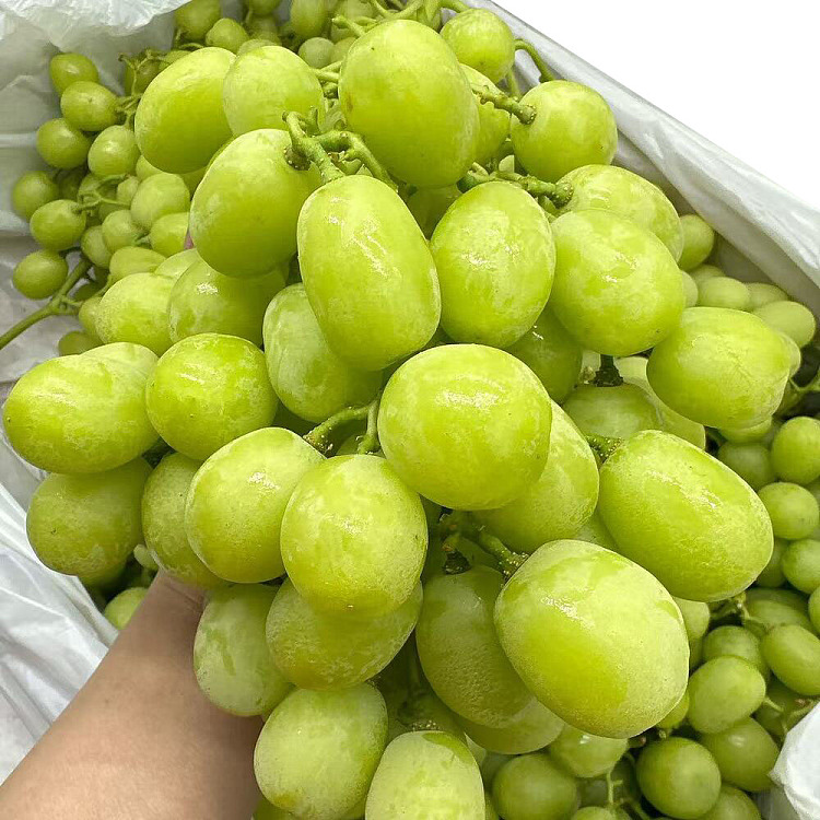 japan-fragrant-seal-green-tee-premium-1-box-1-bunch-australian-grown-1