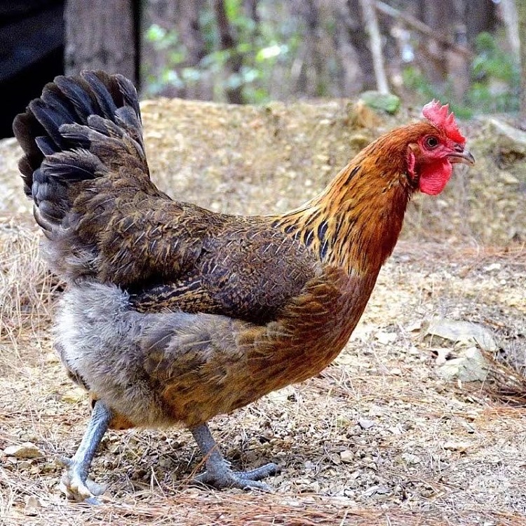 frozen-ground-blacklegged-chicken-approx-11-16kg-2