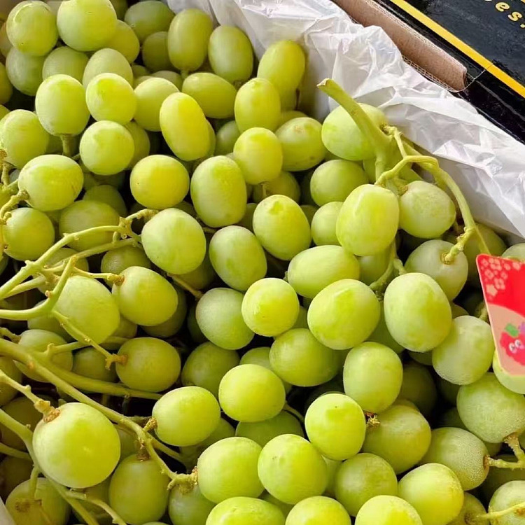 export-grade-yummy-australia-sweet-earth-crunchy-candy-bean-grapes-approx-45kg-3