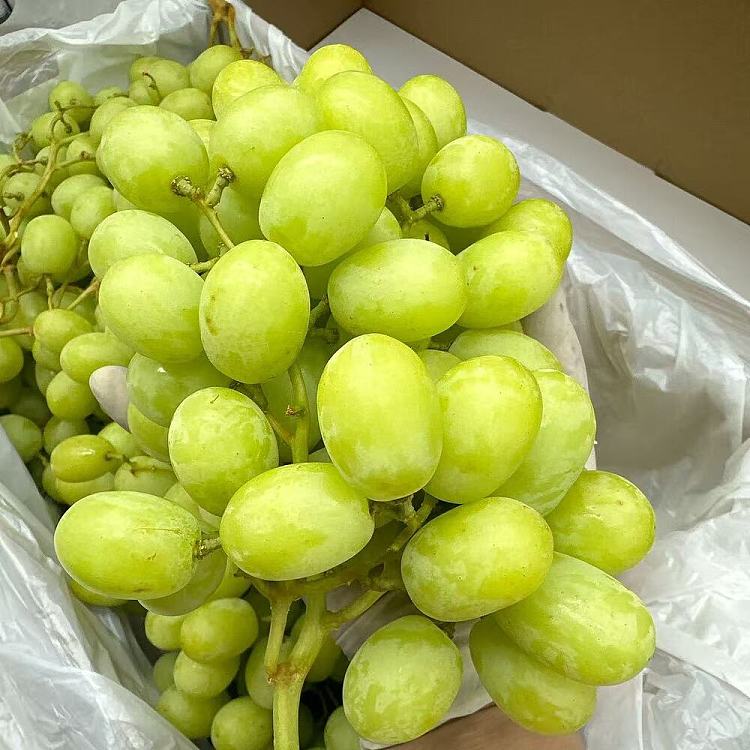 export-grade-yummy-australia-sweet-earth-crunchy-candy-bean-grapes-approx-45kg-2