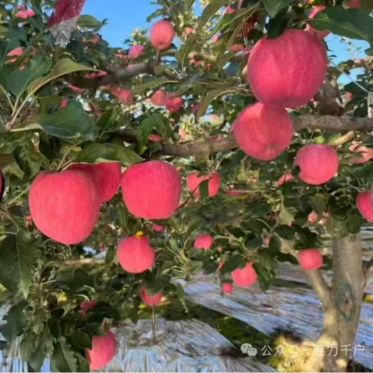 auagro-fuji-apple-1kg-4