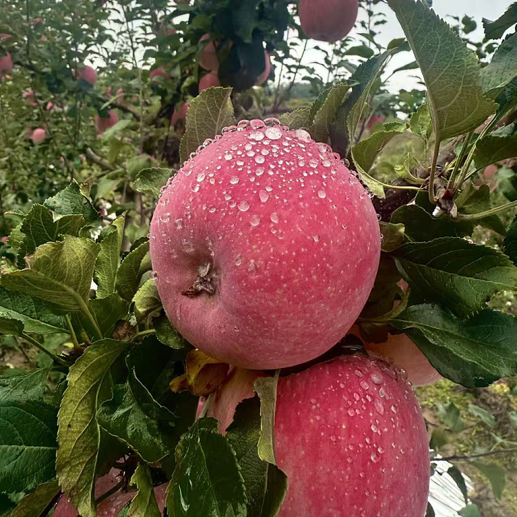 auagro-fuji-apple-1kg-2