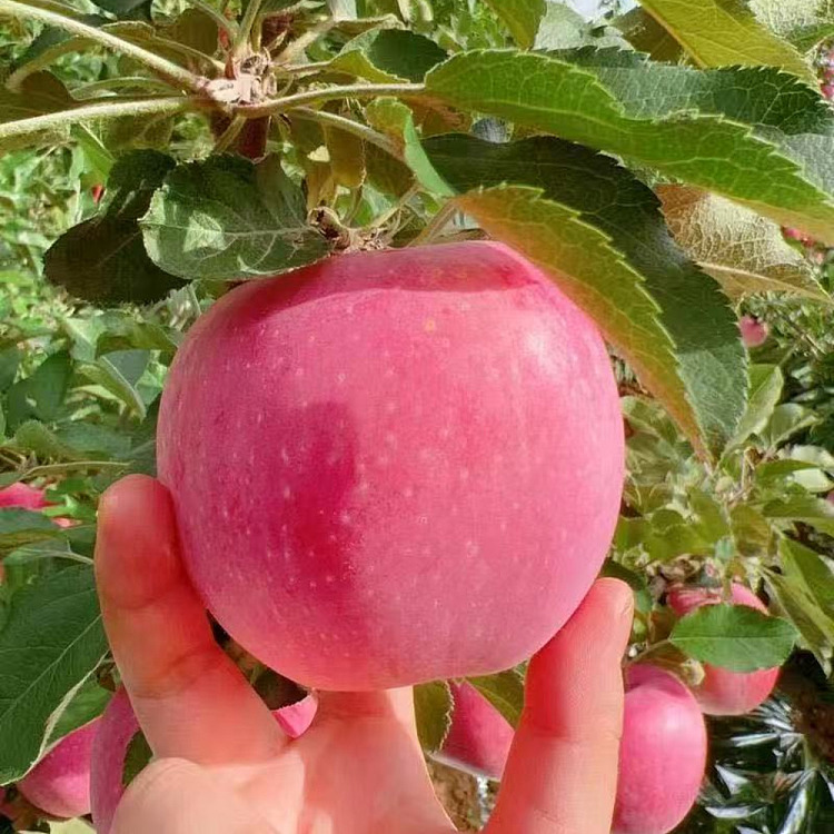 auagro-fuji-apple-1kg-3