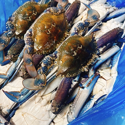 【新春限定】大号新鲜蓝花蟹 3整只 约800g