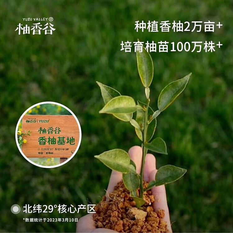 pomelo-valley-song-pomelo-juice-290ml-6