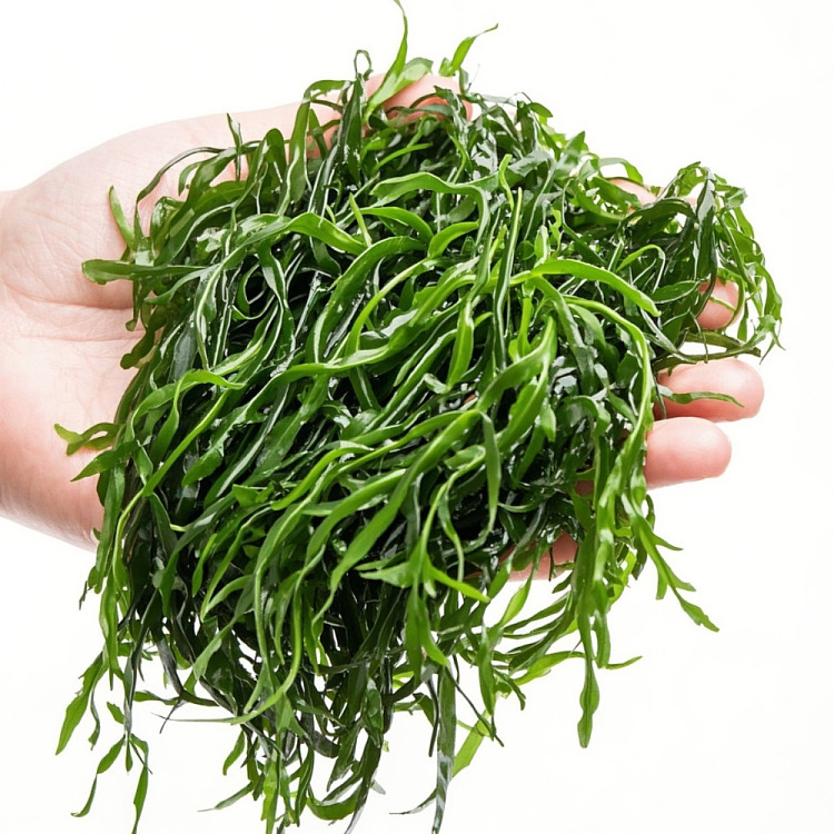 frozenaojia-hot-pot-crispy-firecracker-bamboo-shoots-sargassum-500g-2