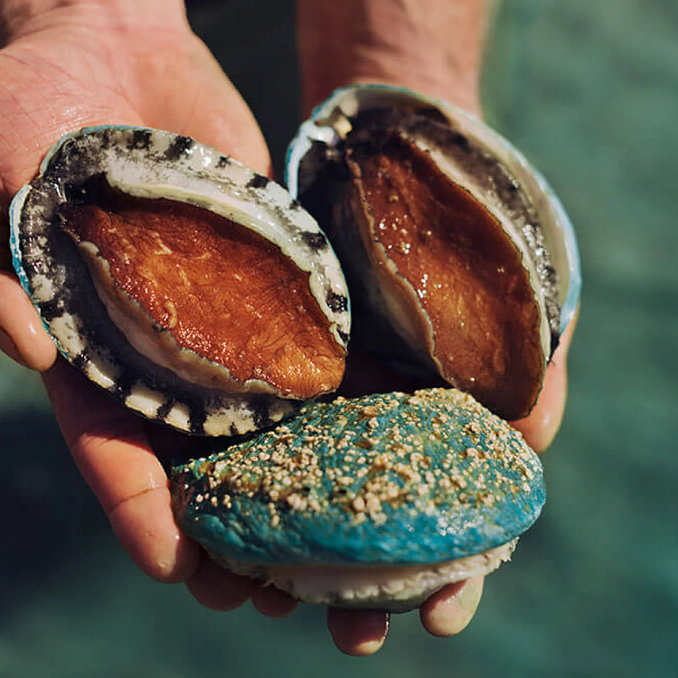 frozen-yumbah-tiger-abalone-7pcs-1kg-1