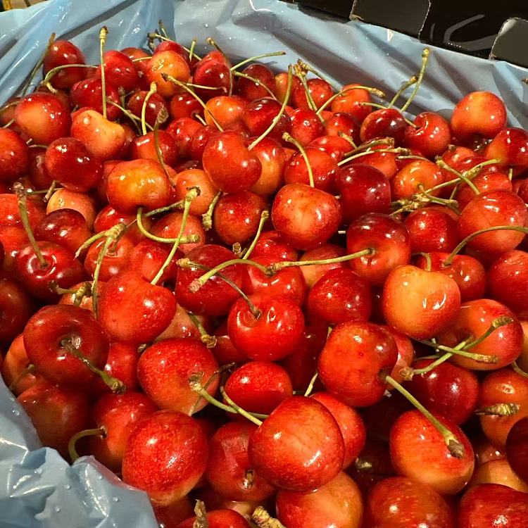 skylarrae-white-cherries-usa-9r-500g-5