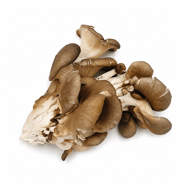 mycoharvest-white-abalone-mushroom-200g-3