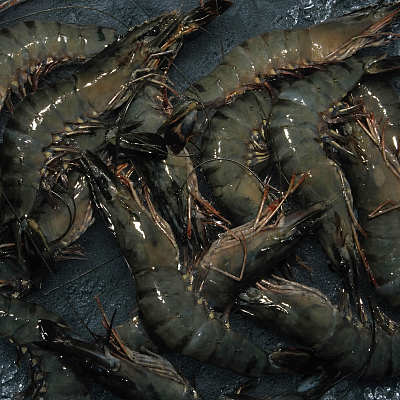 【冻】Tassal 澳大利亚生黑老虎虾 Black Tiger Prawn XL号 Size 10/15 1kg