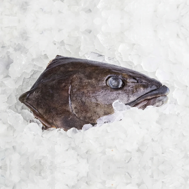 frozenglacier51-toothfish-head-15kg-1