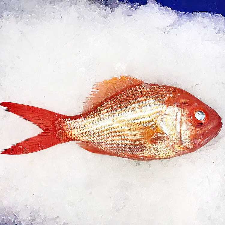 freshcheng-kee-local-fresh-red-fish-a-redfish-before-cleaning-about-500g-1