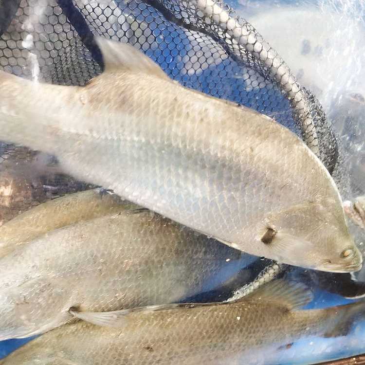 【鲜】 生猛海鲜 活盲槽鱼一条（Barramundi）约700克 - Umall今日优选 - 澳洲线上超市