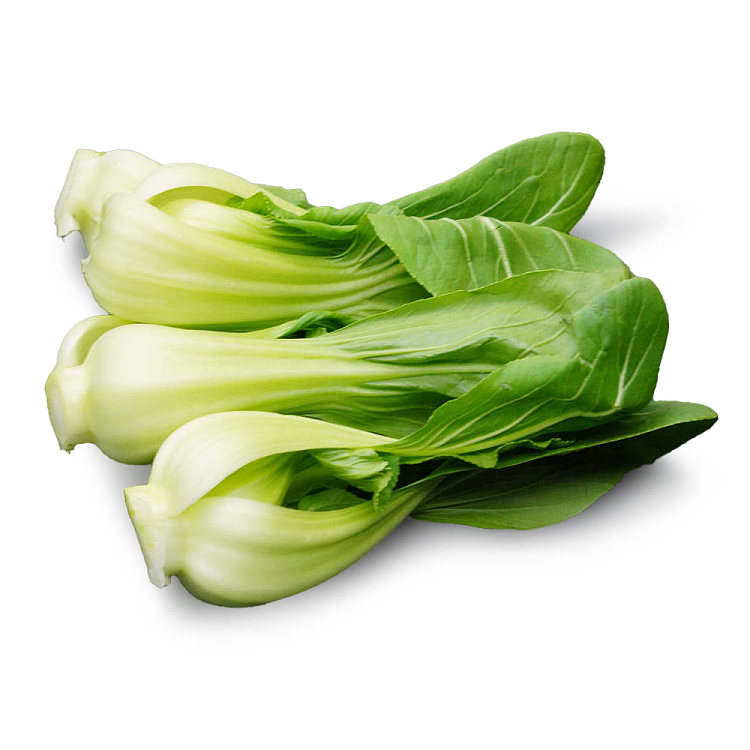 fresh-hydroponic-shanghai-bok-choy-1-bundle-3