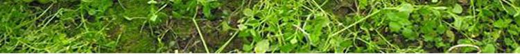 wujiang-pickled-mustard-green-refreshing-flavor-80g-4