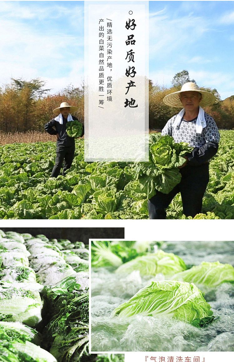 cuihua-northeast-pickled-cabbage-500g-4
