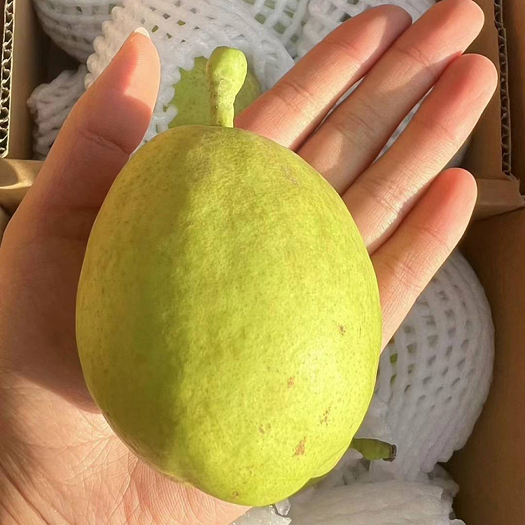 freshumall-self-supporting-china-imported-xinjiang-korla-scented-pear-about-1kg-2
