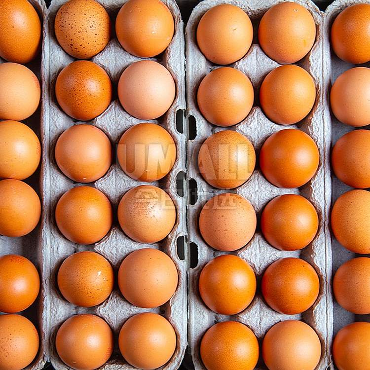 full-cartonfresh-eggs-700g-12-boxes-15-boxes-2