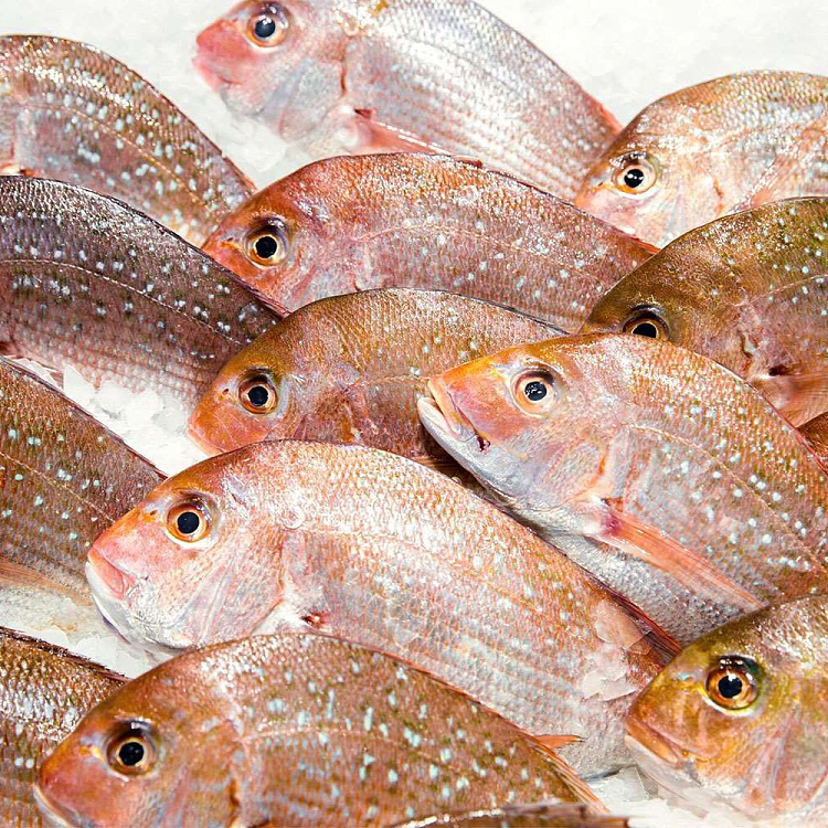 live-fresh-red-anguilla-anguilla-whole-scaled-and-gutted-snapper-before-cleaning-500-600g-1