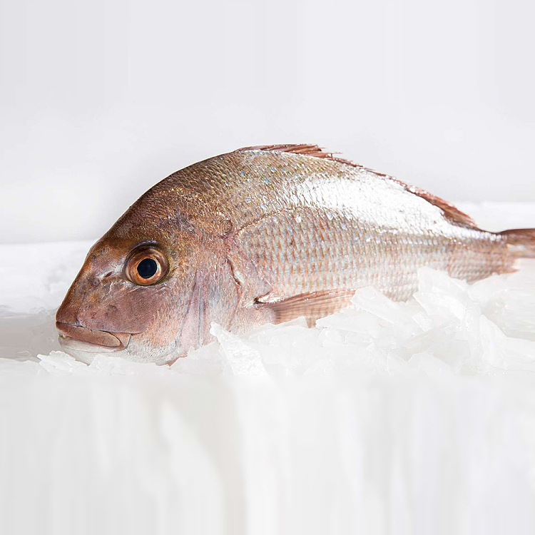 live-whole-red-snapper-scaled-gutted-1kg-1