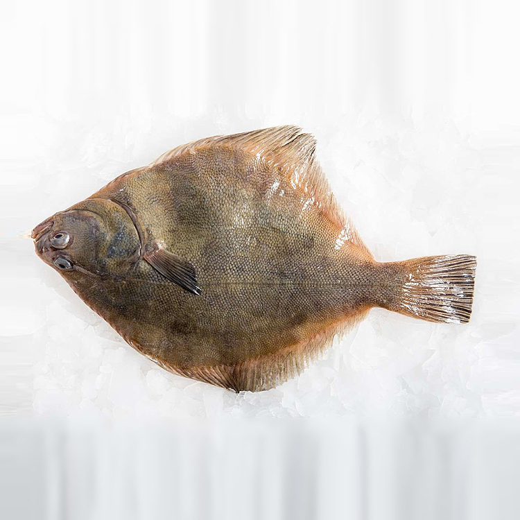 live-freshleft-mouth-fish-scaled-guttedyellowbellyflounder-before-cleaning-600g-1