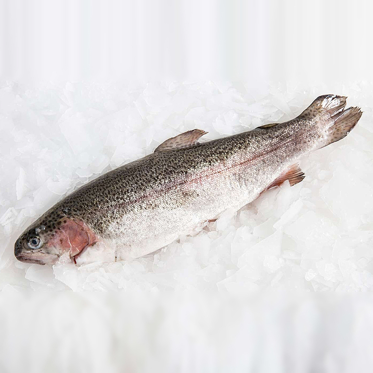 live-freshrainbow-trout-scaled-gutted-rainbowtrout-before-cleaning-600g-1