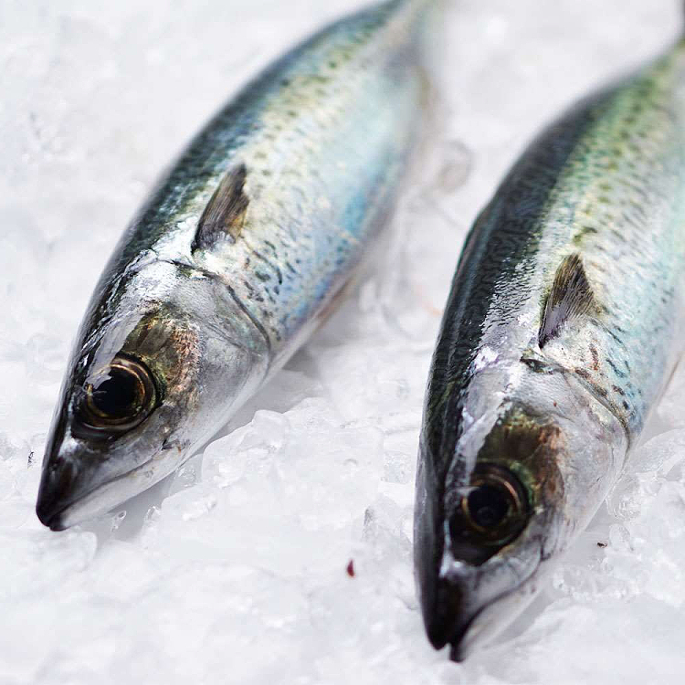live-fresh-blue-mackerel-scaled-and-gutted-bluemackerel-before-cleaning-1kg-1
