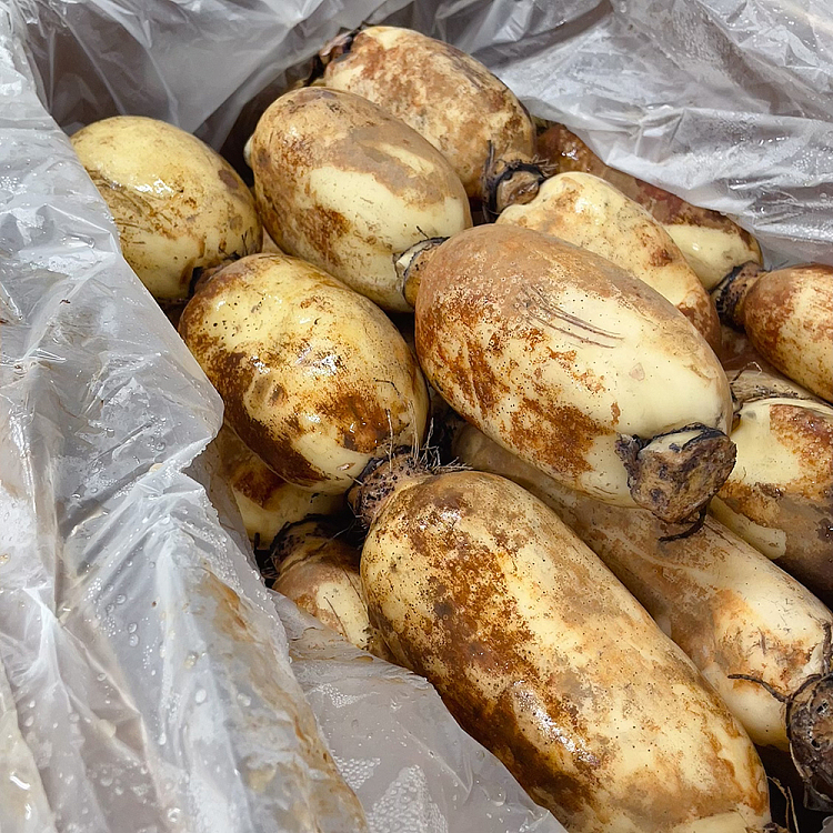 freshumall-own-fresh-lotus-root-about-600-900g-4