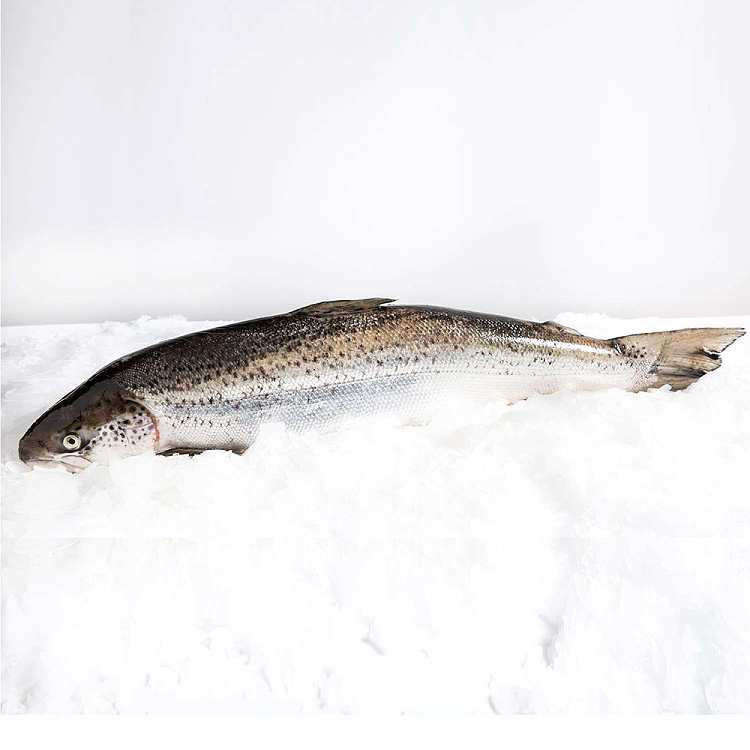 fresh-tasmanian-salmon-whole-scaled-gutted-4kg-34per1kg-1