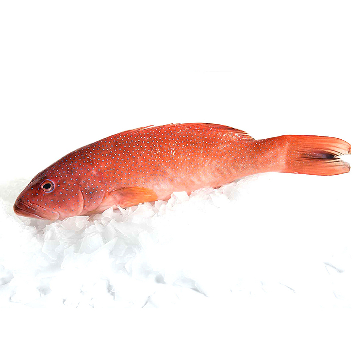 fresh-eastern-star-garoupa-scaled-and-gutted-coraltrout2kg-6999per1kg-1