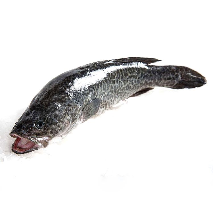 fresh-murray-cod-scaled-gutted-murraycod-32kg-3999per1kg-1