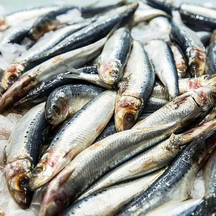 frozensardines1kg-1