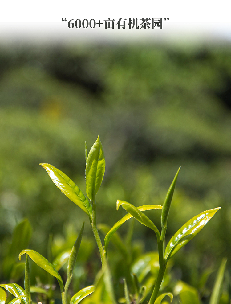 tea-sharing-oriental-beauty-80g-16