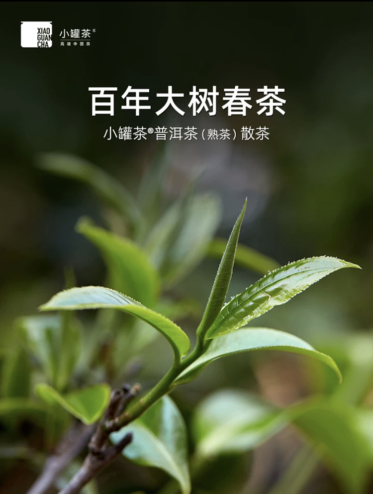 tea-sharing-small-cans-of-tea-ripe-4g-10-cans-2
