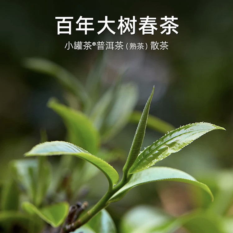 tea-sharing-small-cans-of-tea-ripe-4g-10-cans-2