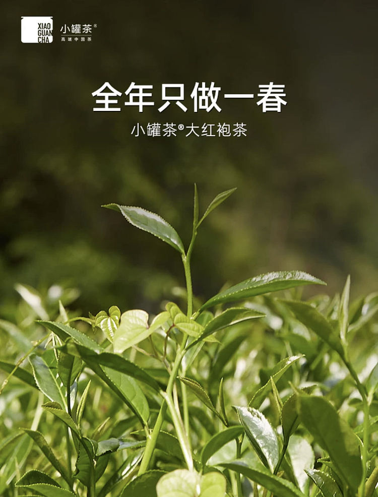 tea-sharing-small-cans-of-tea-da-hong-pao-4g-10-cans-2