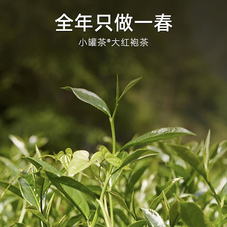 tea-sharing-small-cans-of-tea-da-hong-pao-4g-10-cans-2