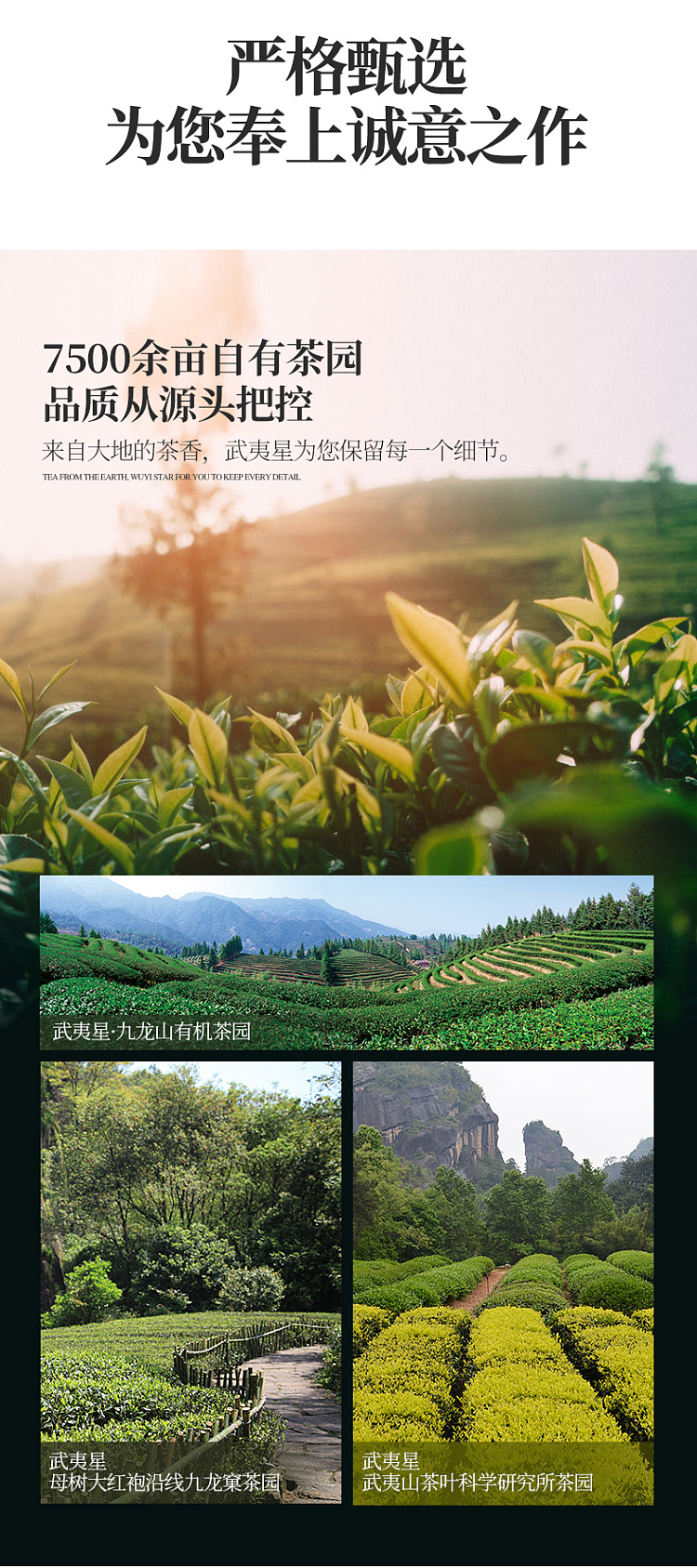 tea-sharing-red-rhyme-da-hong-pao-9g12-bags-3