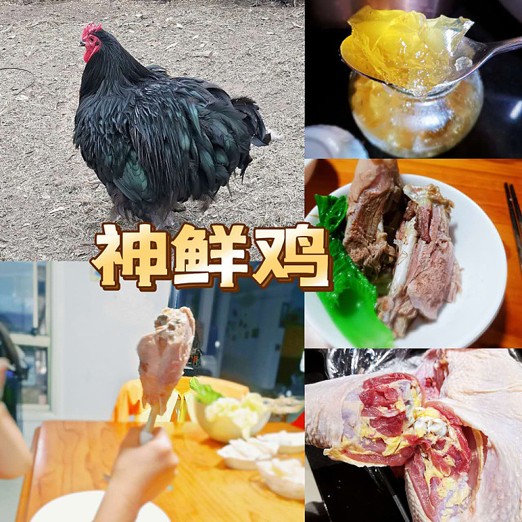 frozenwonderwander-fresh-chicken-1-piece-1